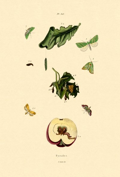 Snout Moths by French School